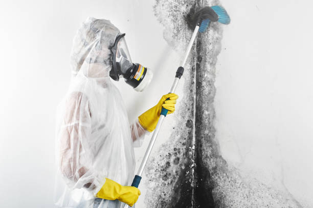 Best Airborne Mold Testing  in Dumas, TX