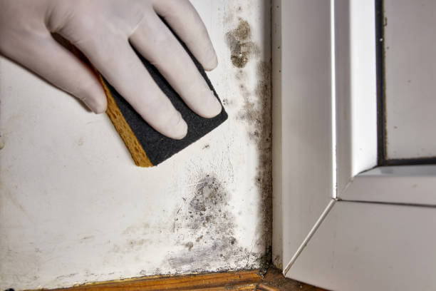 Best Environmental Consulting for Mold Prevention  in Dumas, TX