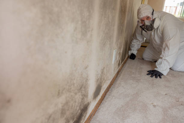 Best Asbestos and Lead Testing During Mold Inspection  in Dumas, TX